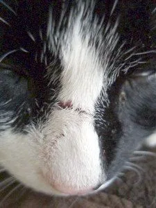 Feral cat damaged nose