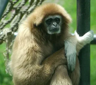 Gibbon