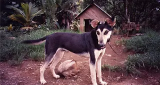 Costa Rica guard dog