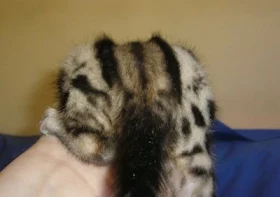 Embossed coat Bengal cat