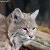 It looks likely that lynx will be re-introduced to England