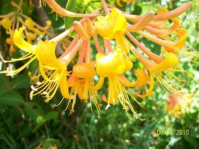 honeysuckle