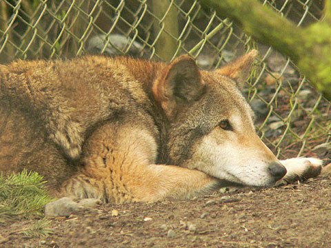 Animals-Wallpapers: Red Wolf