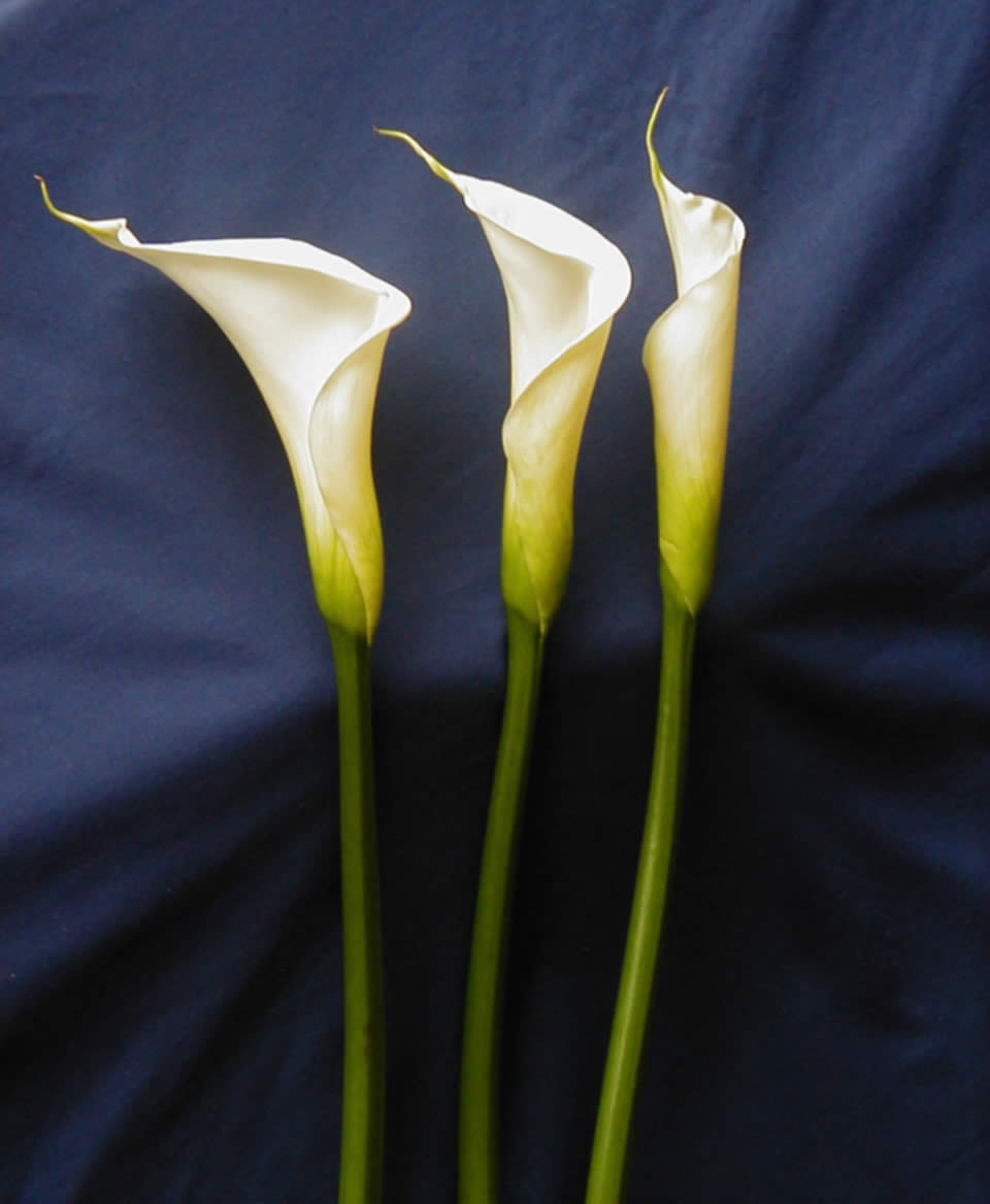 Flowers: Calla Lily