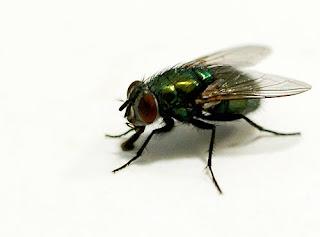 Seekor lalat sedang terbang