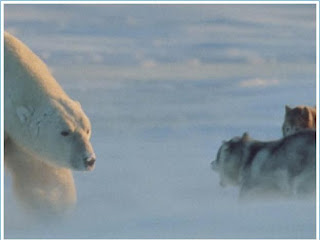 AMAZING PICTURES: Polar bear and dog