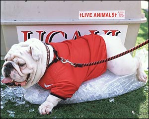 [p1_uga2.jpg]