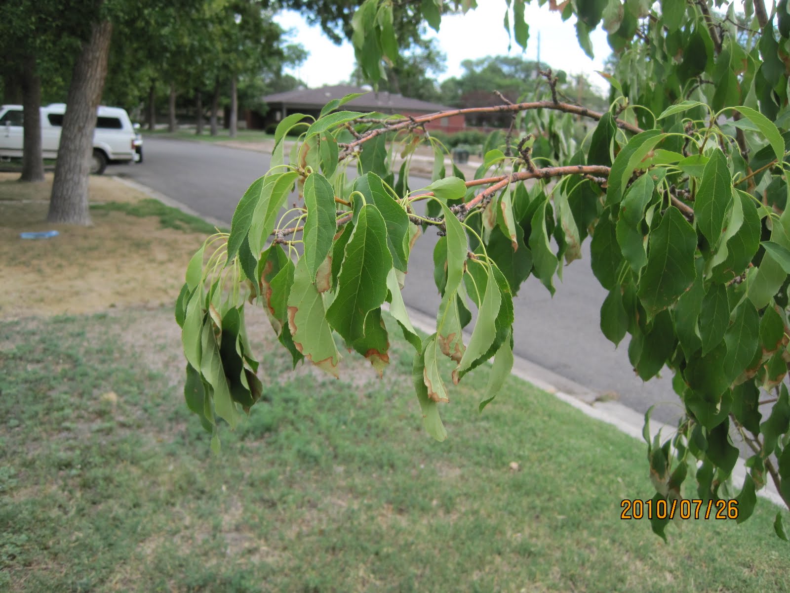 Swift's Gardening Blog Swift Horticultural Enterprises, LLC Is your Tree Wilting?