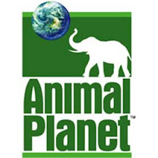 animal planet