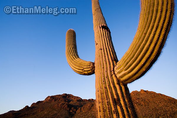 [Saguaro_SNP_EMELEG_7455.jpg]
