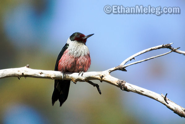 [LewisWoodpecker_EMELEG_0130_2.jpg]