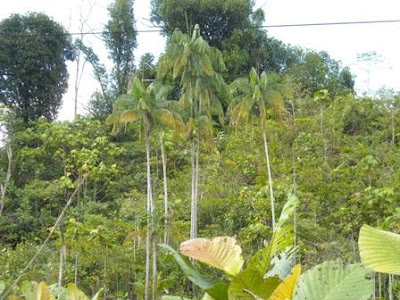 Sarawakiana@2: Food : Nibong - the forgotten palm