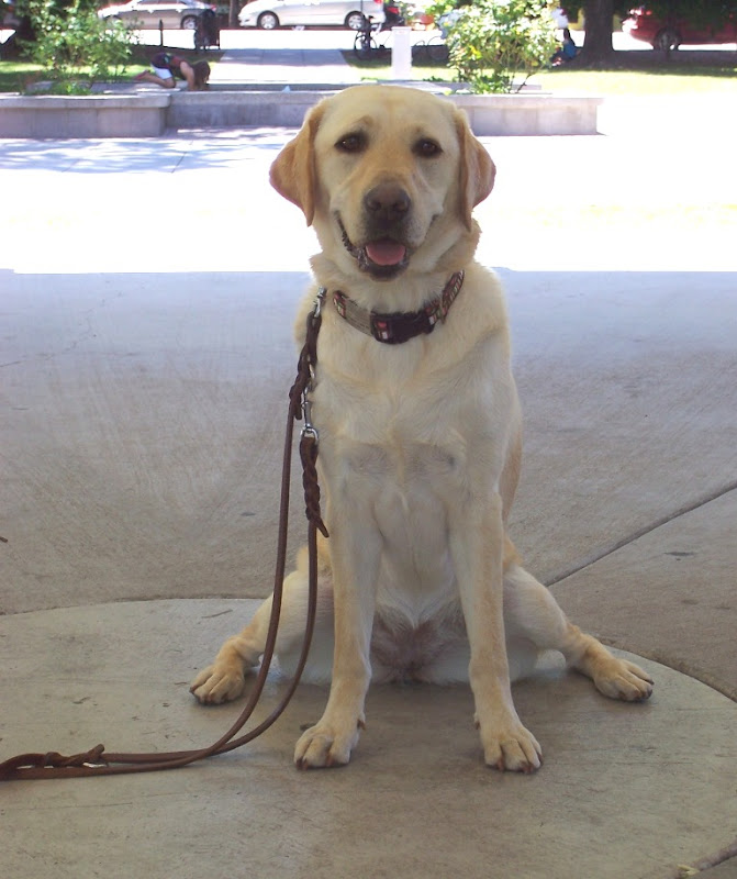 Ours for a Year DogFriendly Healdsburg