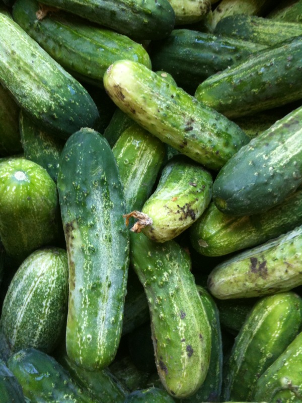 Silver Lake Farms Fresh Quick Sweet Cucumber Pickles