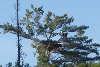 Both Eagles on nest...