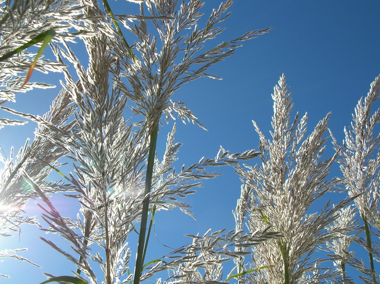 Jim's Frog Blog: Pampas Grass Flowers