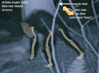 creaturebearbones.jpg
