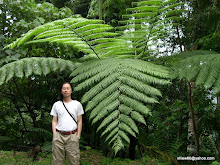 a tree fern