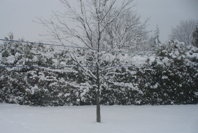 [January+backyard.jpg]