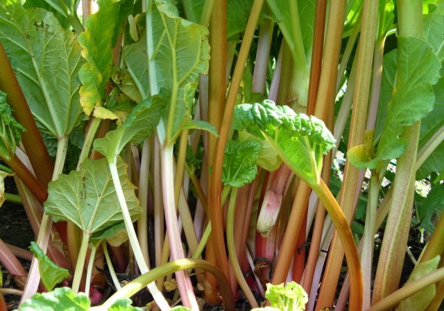 [Rhubarb+patch.jpg]