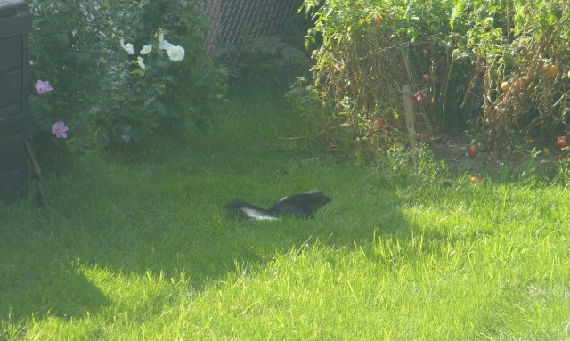 [Skunk.jpg]