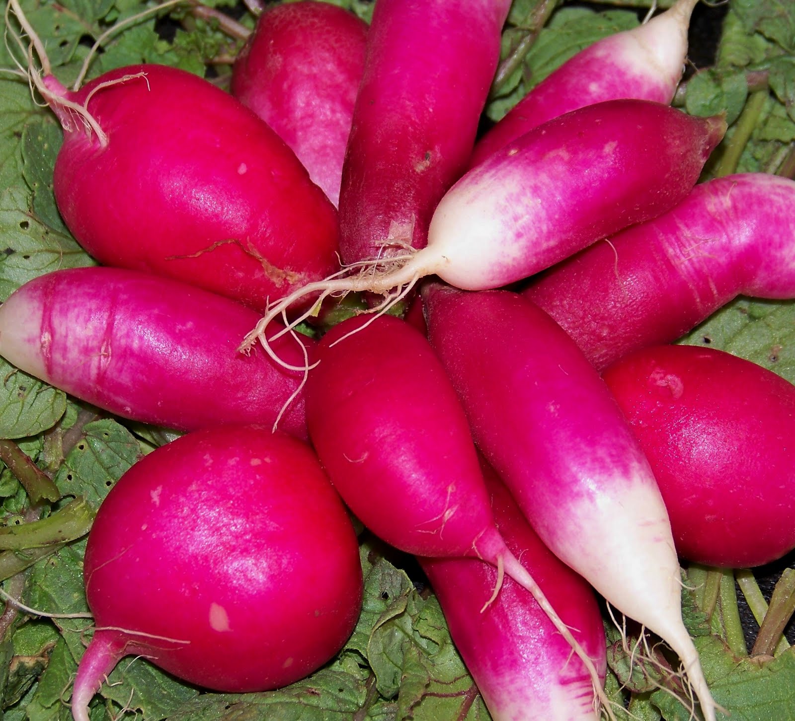 Morning Harvest farm... new uses for radishes