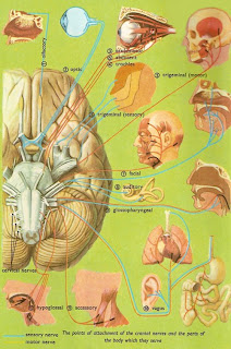 Life as a Medical Student: Cranial Nerves