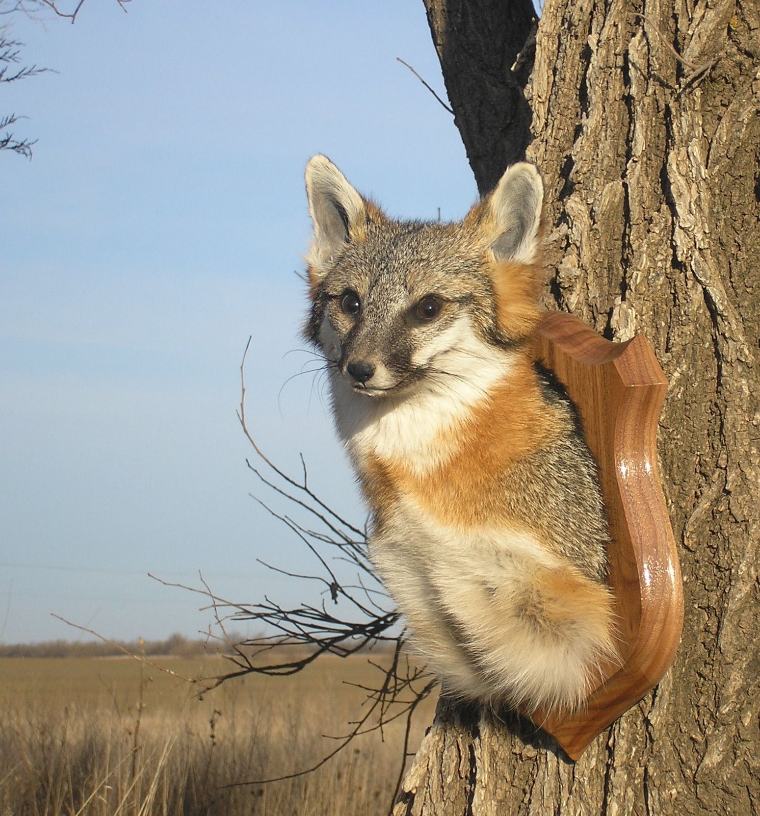 [foxtree.jpg]