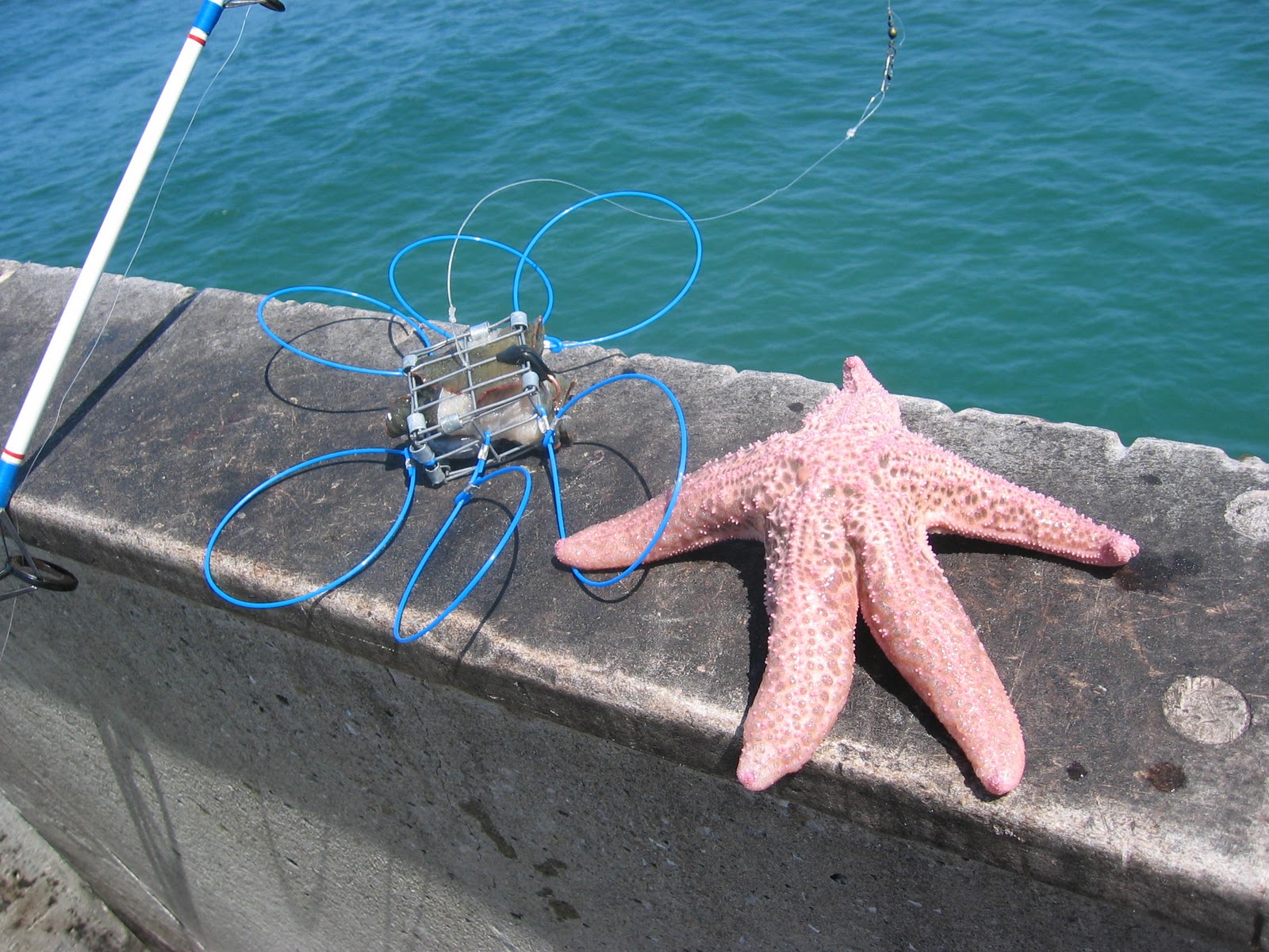 Found Fruit Dungeness Crab Fishing Pacifica Pier