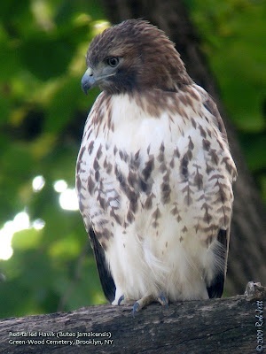 Baby  Tailed Hawk on Bird Red Tailed Hawk Buteo Jamaicensis The Most Common And
