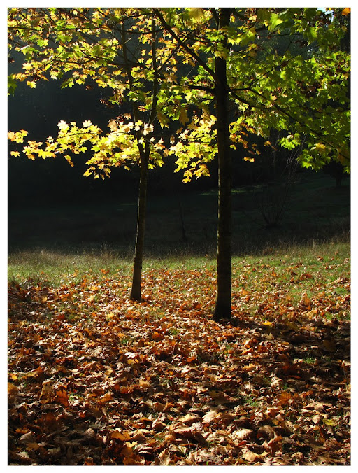 deux jeunes érables