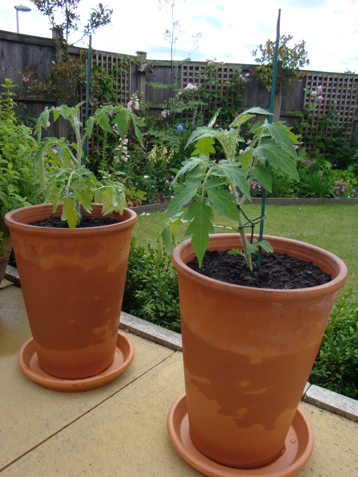 Bury Gardeners Three steps for planting up pots