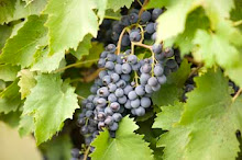 Chianti Vines, Tuscany