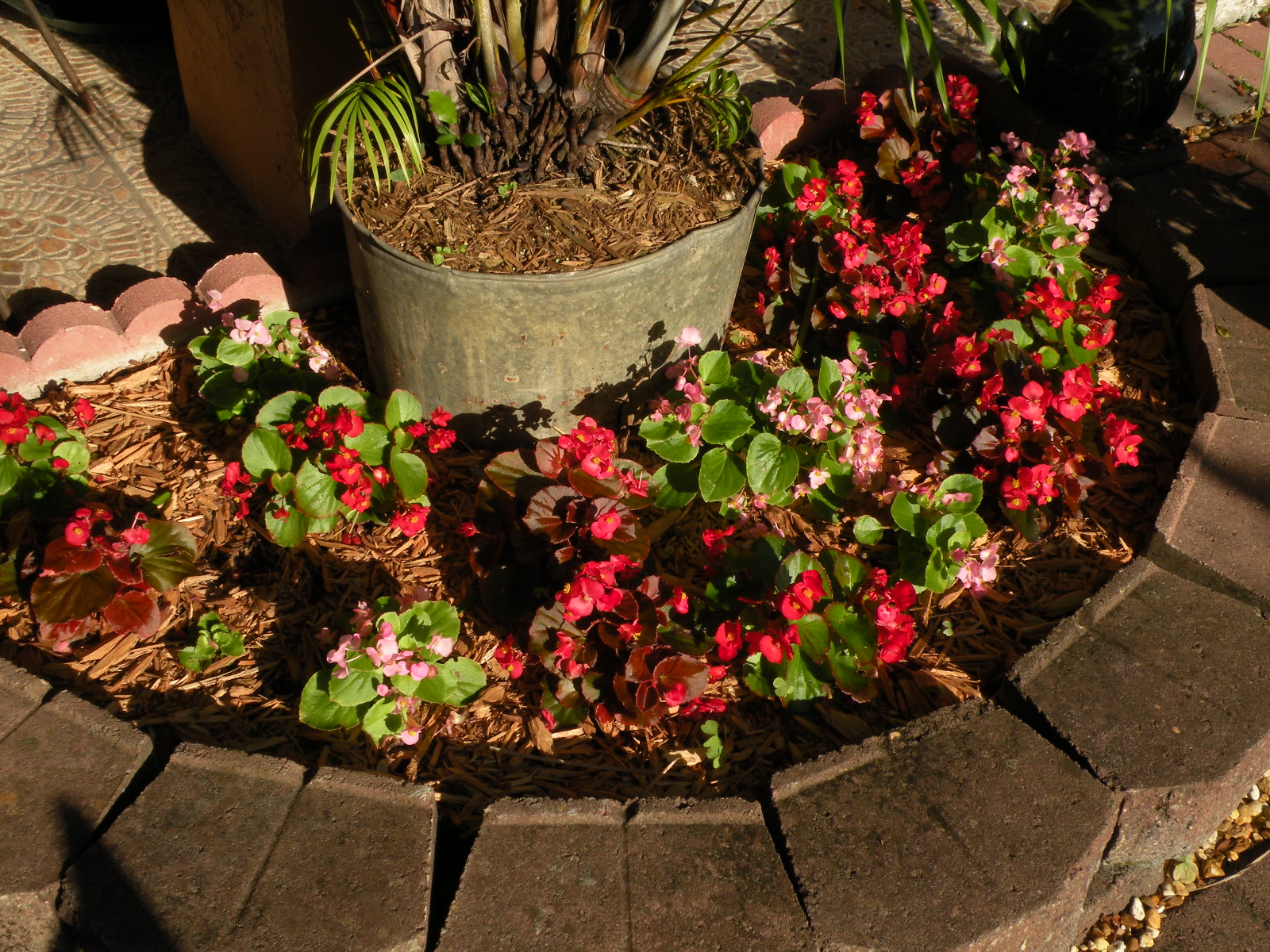 DragonFly Garden The year of the begonias