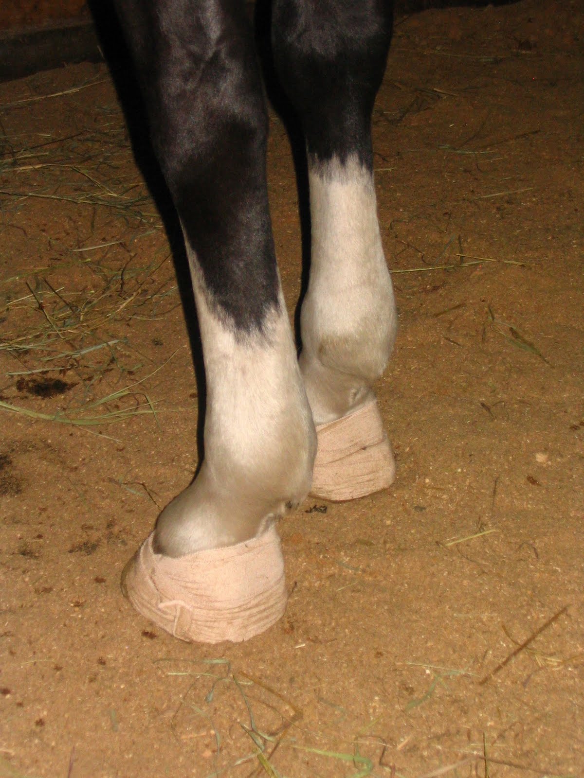 Founder Info for Horse Owners! Leo's Laminitis, Day 2 (5/25/10)