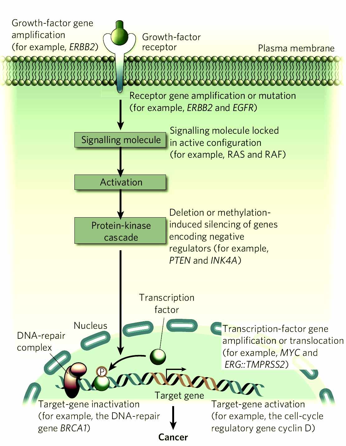 Paradigm Shift Meaning In English Paradigm Shift Meaning In English