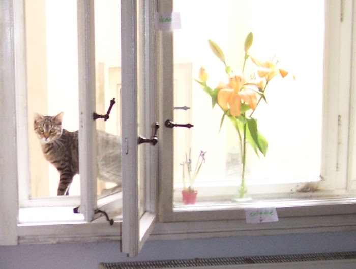 Lilies