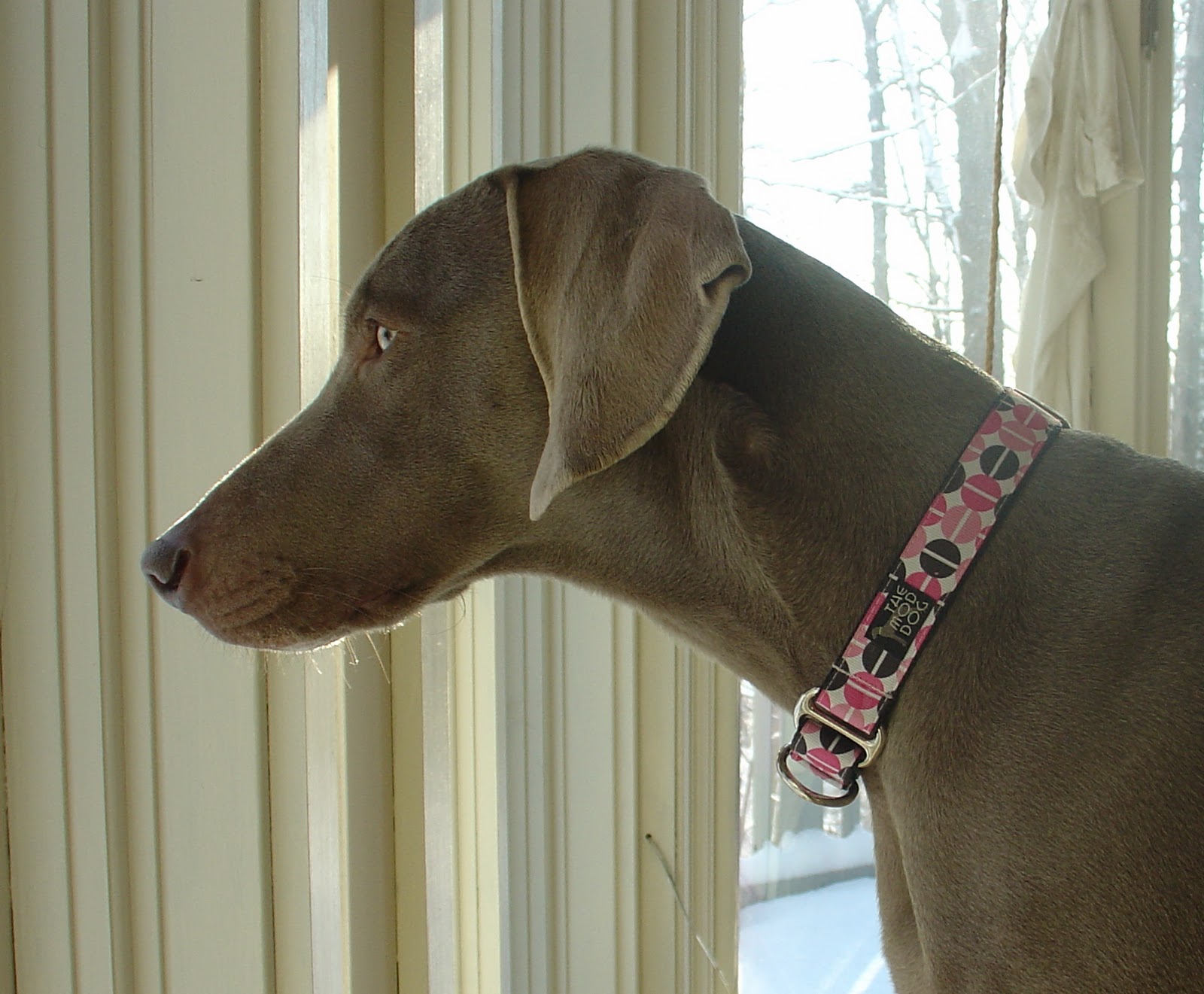 Grayhart Weimaraners A New Year deserves New Mod Dog Collars!