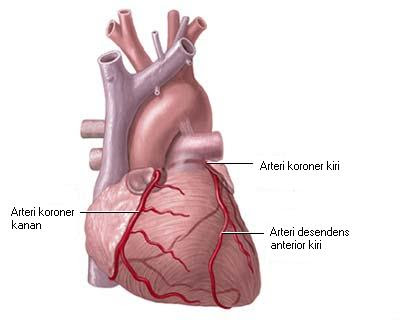 Penyakit Jantung Pembuluh Darah Gejala Gambar Arteri Vena