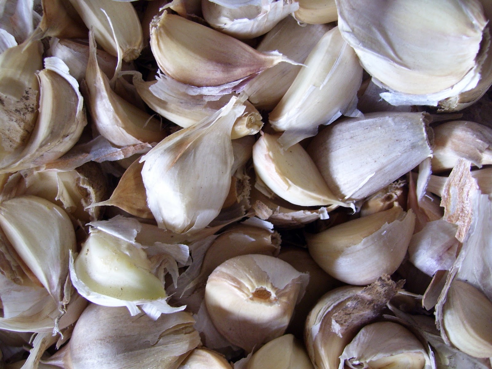 Wintergreen Farm How Does Your Garlic Grow?