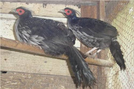 Kalij Pheasants