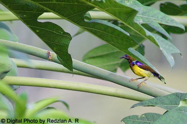 Sunbird and Grasshopper at Papaya tree