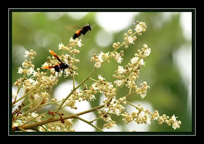 Wasp - Polistes Sagittarius at Longan flowers