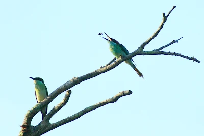 Blue-throated Bee-eater (Merops viridis)at my back yard in Raub Malaysia