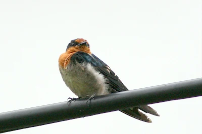 Pacific Swallow (Hirundo tahitica)resting on the electric cable