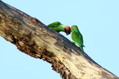 Long-tailed Parakeet (Psittacula longicauda)Mating at Temerloh Malaysia