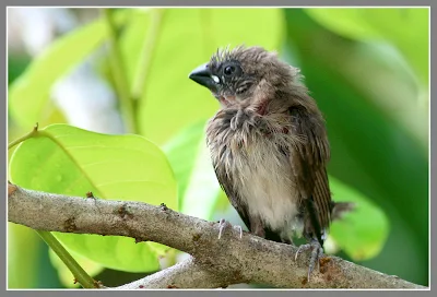 chick of Scaly-breasted Munia