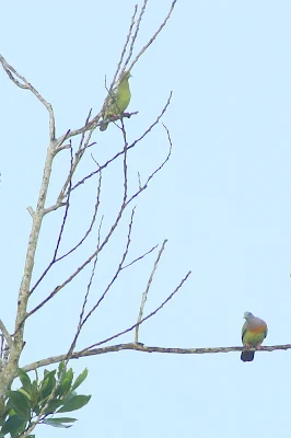 Pink-necked Green Pigeon