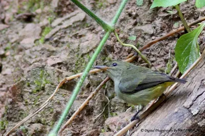 Orange-bellied Flowerpecker