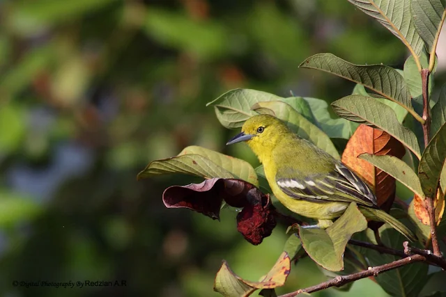 Common IOra